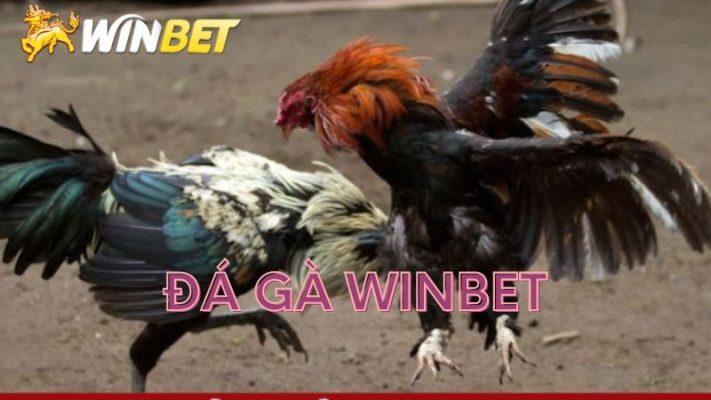 đá gà winbet